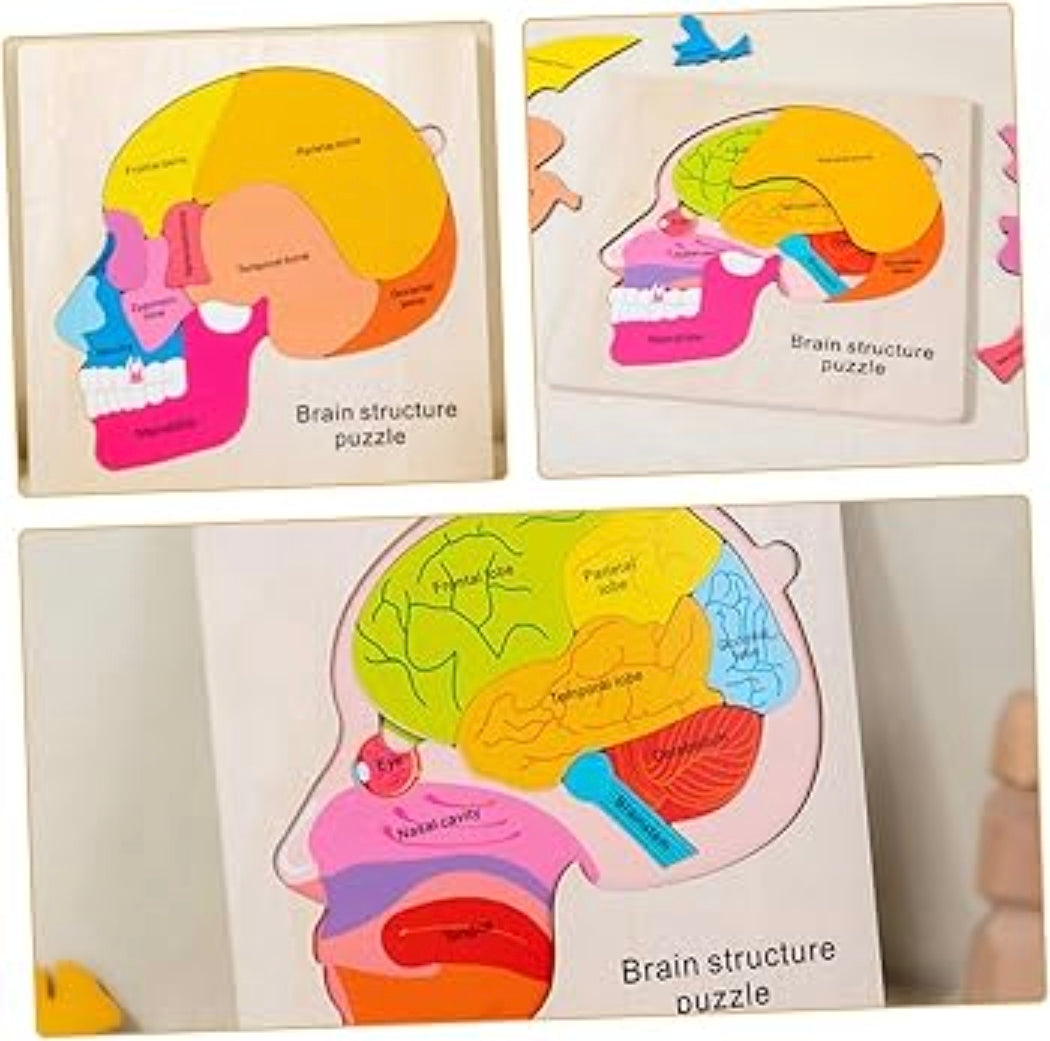 Brain structure puzzle