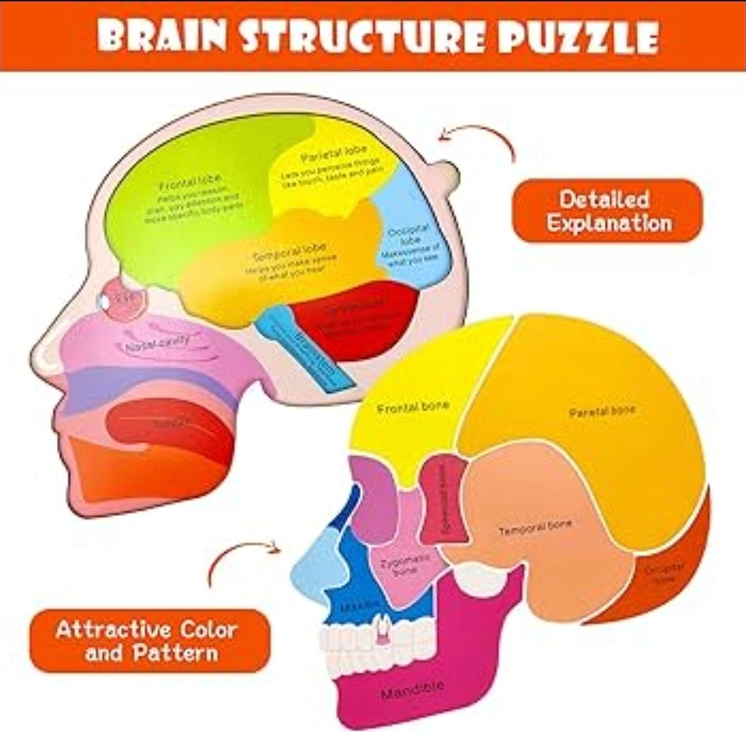 Brain structure puzzle