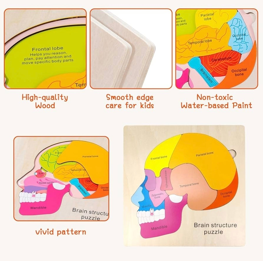 Brain structure puzzle