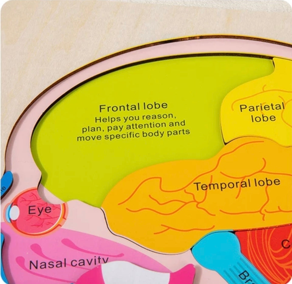 Brain structure puzzle