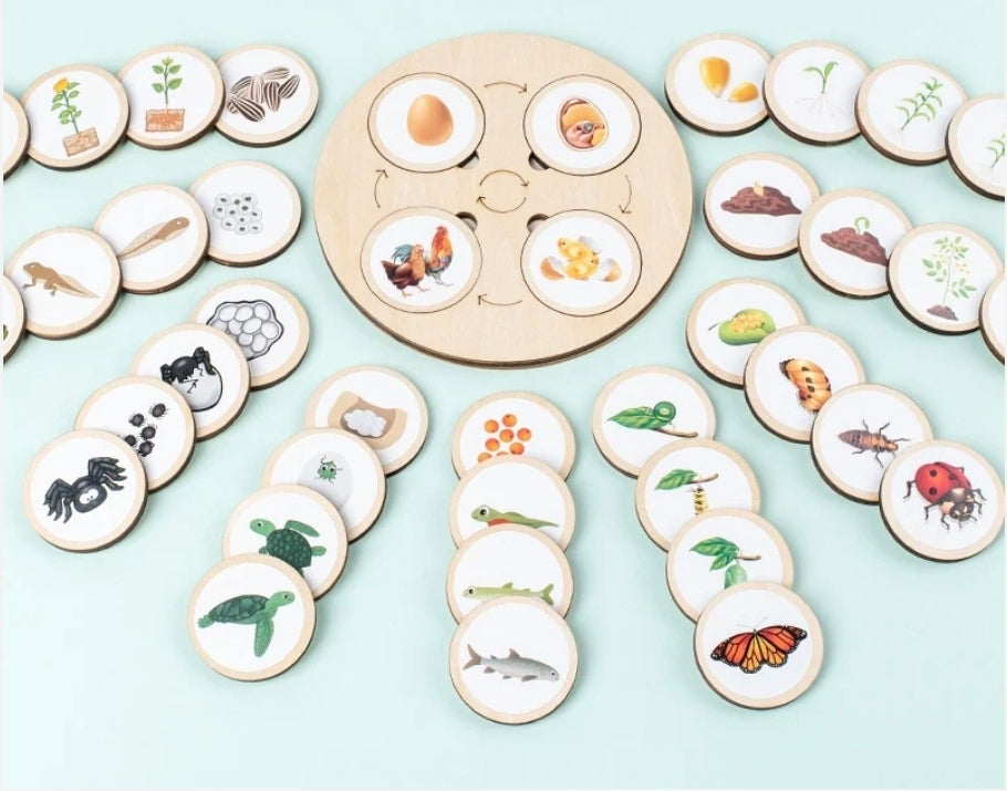 Wooden Life Cycle