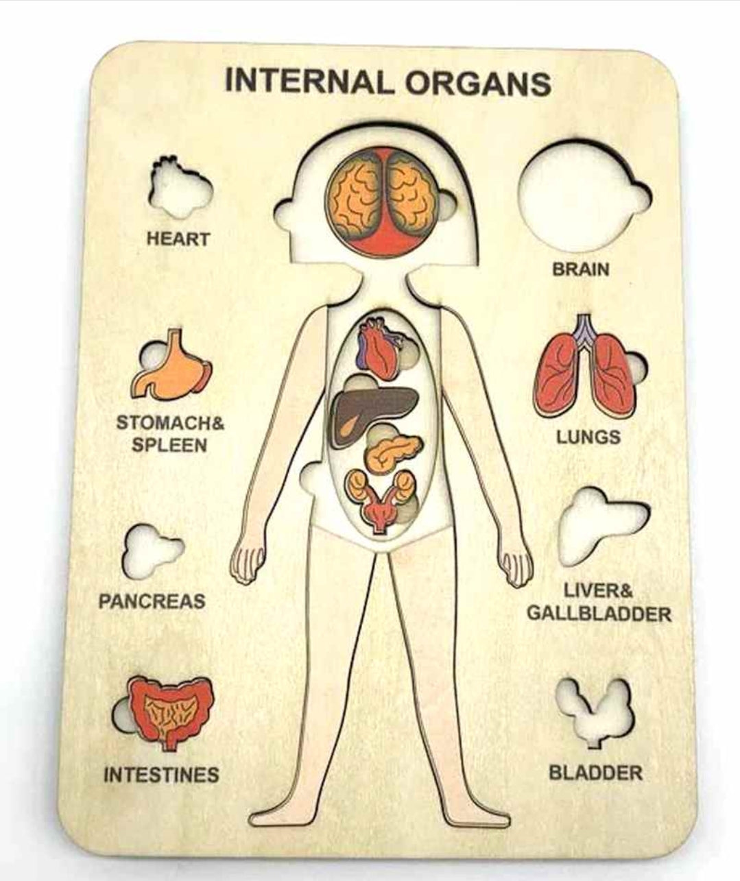 Human Anatomy Wooden Puzzle